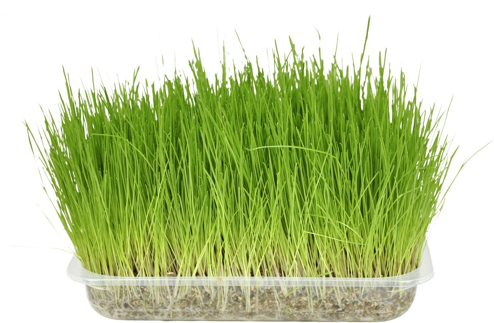 FL 8204 CAT GRASS Macija trava