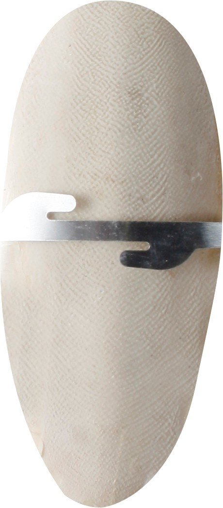 FL 2010026 Sepia shell on card 16.5cm sipina kost