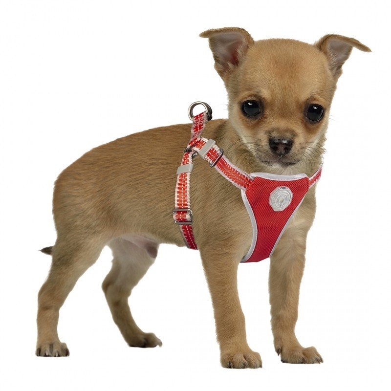 DV 11805 Flashlight Harness & Line S -120x35-45cm/15mm red